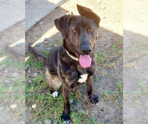 Labrador Retriever-Unknown Mix Dogs for adoption in Sacramento, CA, USA