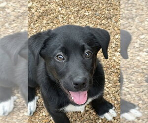 Labrador Retriever-Unknown Mix Dogs for adoption in Bolivar, MO, USA