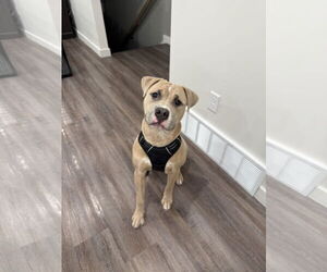 American Pit Bull Terrier Mix Dog for Adoption in MIDWAY, Utah USA