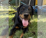 Small #2 Rottweiler