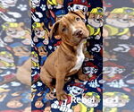 Small American Pit Bull Terrier