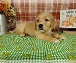 Small #4 Golden Retriever