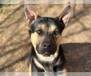 American Bulldog-German Shepherd Dog Mix Dogs for adoption in Tulsa, OK, USA