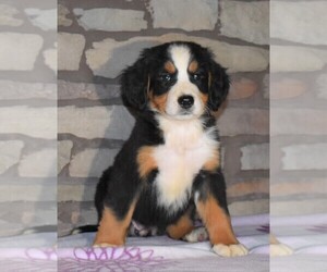 Bernese Mountain Dog Puppy for sale in FREDERICKSBG, OH, USA