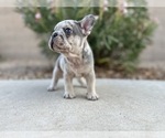 Puppy Beignet French Bulldog