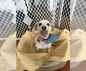 Bella - Female Poodle (Miniature) Dog for Adoption - Photo #5