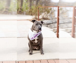 Nerida - Female Mutt Dog for Adoption - Photo #2