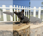 Small Photo #8 French Bulldog Puppy For Sale in WATAUGA, TX, USA