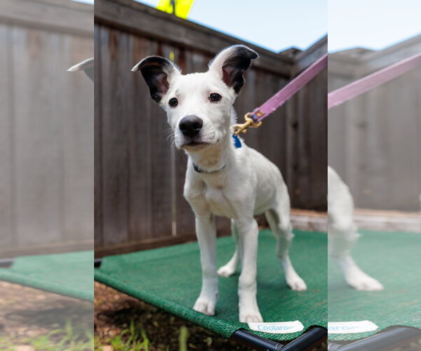 Medium Photo #3 Collie-Unknown Mix Puppy For Sale in St. Louis Park, MN, USA