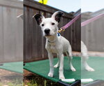 Small #2 Collie Mix