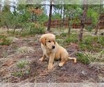 Small #16 Golden Retriever