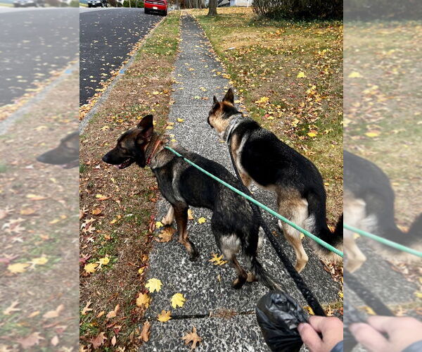 Medium Photo #8 German Shepherd Dog-Unknown Mix Puppy For Sale in Brewster, NY, USA