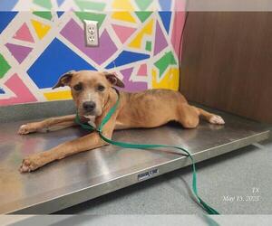 American Pit Bull Terrier Dogs for adoption in Baytown, TX, USA