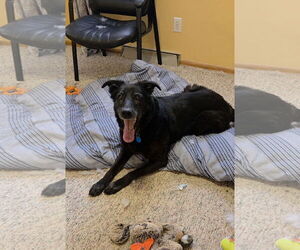 Cardi - Female Shepradors Dog for Adoption - Photo #19