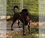 Small Photo #6 Labrador Retriever-Spaniel Mix Puppy For Sale in Sistersville, WV, USA