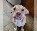 Small #3 Miniature Bulldog