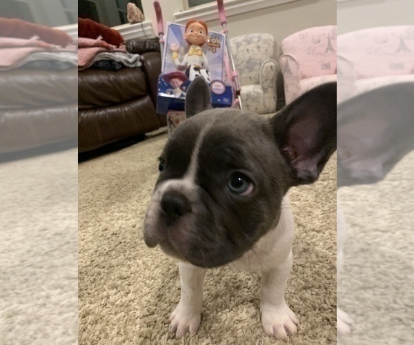 Medium Photo #21 French Bulldog Puppy For Sale in HIGHLAND VILLAGE, TX, USA