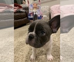 Small Photo #21 French Bulldog Puppy For Sale in HIGHLAND VILLAGE, TX, USA