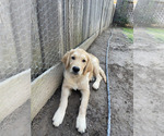 Puppy Red Boy Golden Retriever