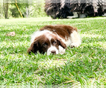 Small Photo #8 English Springer Spaniel Puppy For Sale in FITZGERALD, GA, USA