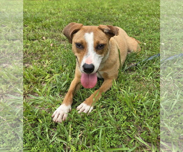 Medium Photo #4 Labbe Puppy For Sale in Attalka, AL, USA