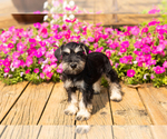Small #22 Schnauzer (Miniature)