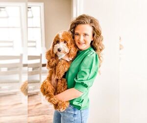Father of the Goldendoodle (Miniature) puppies born on 04/25/2026