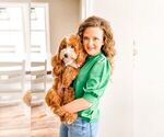 Small Photo #1 Goldendoodle (Miniature) Puppy For Sale in LOUISVILLE, KY, USA