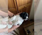 Small Photo #10 English Springer Spaniel Puppy For Sale in HEYBURN, ID, USA