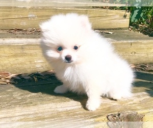 Pomeranian Puppy for sale in DAWSONVILLE, GA, USA