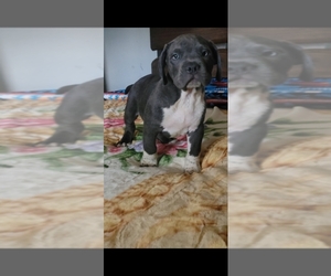 American Bully Dog for Adoption in INDIO, California USA