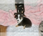 Small Photo #6 Aussie-Corgi-Miniature Australian Shepherd Mix Puppy For Sale in LIND, WA, USA