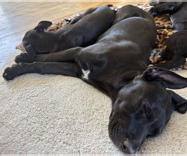 Medium Photo #7 Labrador Retriever-Unknown Mix Puppy For Sale in Aurora, CO, USA