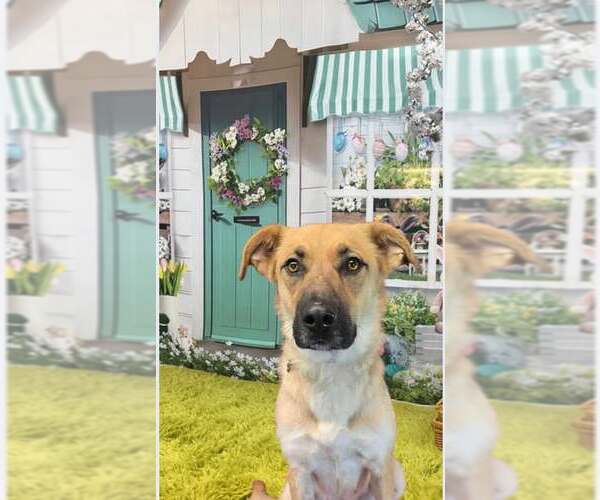 Medium Photo #4 Mutt Puppy For Sale in pomfret, CT, USA