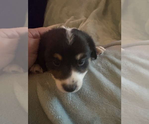 Medium Photo #3 Australian Shepherd Puppy For Sale in DAYTON, OH, USA