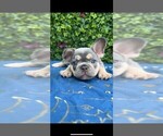Small #4 French Bulldog