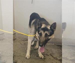 German Shepherd Dog Dogs for adoption in Camarillo, CA, USA