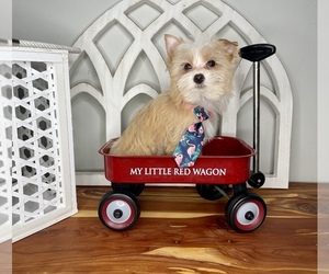 Yorkshire Terrier Puppy for sale in MORRIS CHAPEL, TN, USA