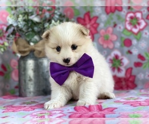 Pomsky Puppy for sale in LANCASTER, PA, USA