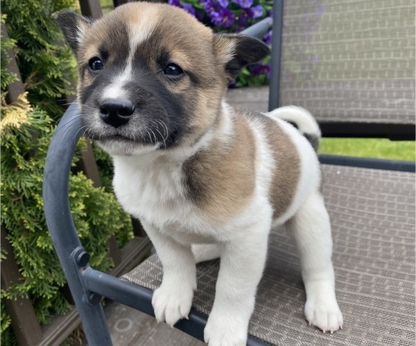 Medium Photo #2 Alaskan Husky-Border Collie Mix Puppy For Sale in RICHMOND, MI, USA