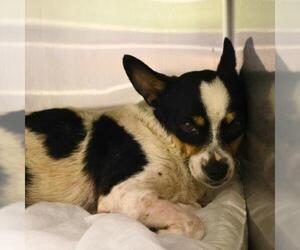 Chihuahua-Unknown Mix Dogs for adoption in San Antonio, TX, USA