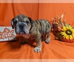 Small Photo #5 Bulldog Puppy For Sale in GREEN FOREST, AR, USA