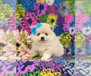 Pomeranian Puppy for sale in LINCOLN UNIVERSITY, PA, USA