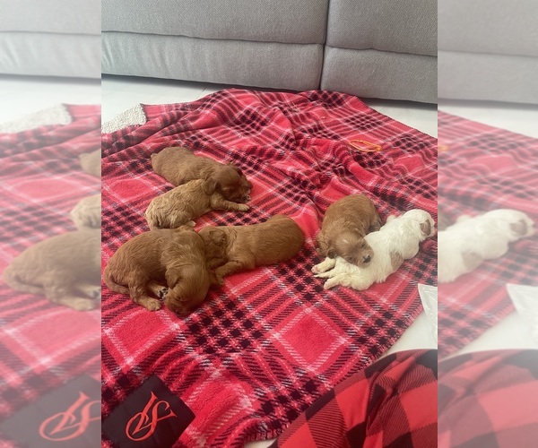 Medium Photo #4 Cavapoo (Standard) Puppy For Sale in MIAMI, FL, USA