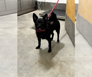 Chihuahua Dogs for adoption in Forestville, MD, USA