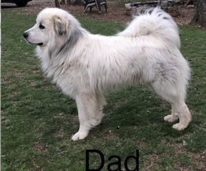 Father of the Great Pyrenees puppies born on 02/19/2023