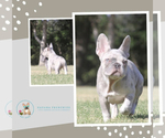 Small Photo #8 French Bulldog Puppy For Sale in FLOWER MOUND, TX, USA