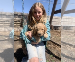 Goldendoodle Puppy for Sale in NEWKIRK, Oklahoma USA