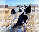 Small Photo #4 Border Collie Puppy For Sale in Laramie, WY, USA
