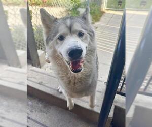 Siberian Husky Dogs for adoption in Toronto, Ontario, Canada